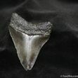 Serrated Inch Megalodon Tooth - Georgia #695-1
